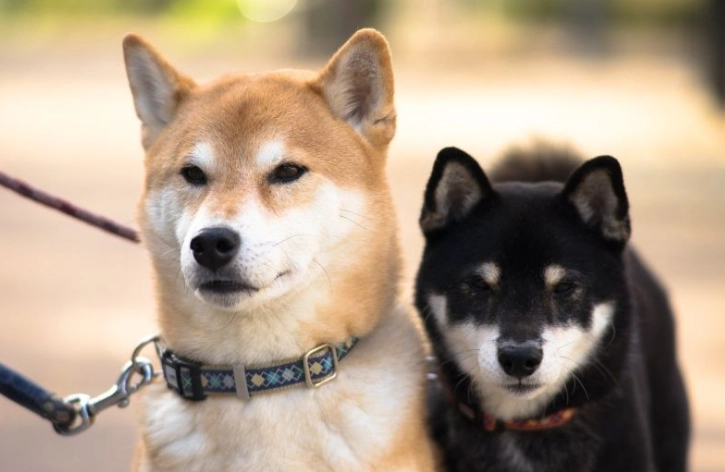 小型犬不叫訓練 小型犬不叫訓練