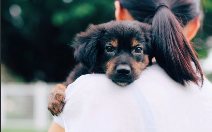 幼犬咳嗽原因 幼犬咳嗽原因