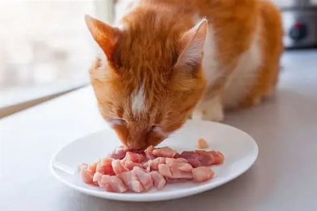 糖尿病貓食物 糖尿病貓食物