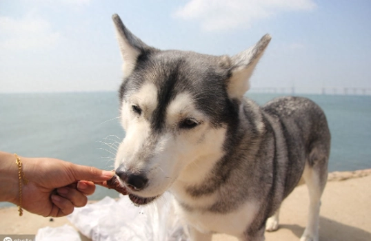 幼犬哭鬧原因 幼犬哭鬧原因