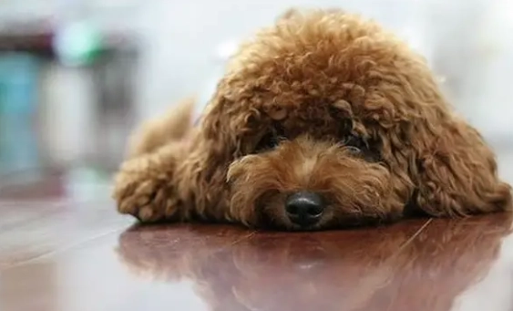 狗眼白變色 狗眼白變色