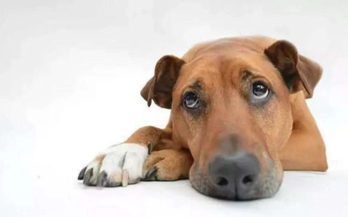 狗狗角膜受傷 狗狗角膜受傷