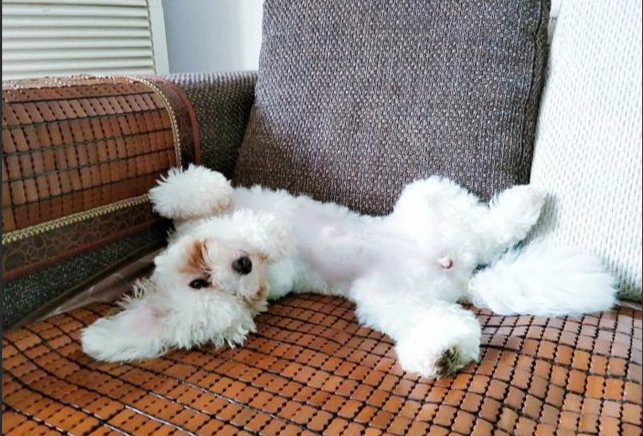 狗喜歡的人特質 狗喜歡的人特質