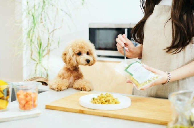 狗吐膽汁原因 狗吐膽汁原因