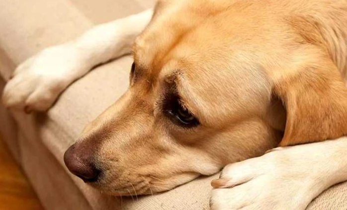 狗狗血便症狀 狗狗血便症狀