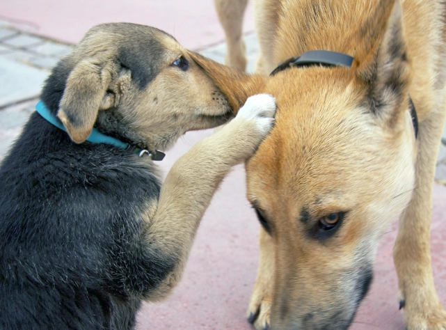 野生動物行為 野生動物行為