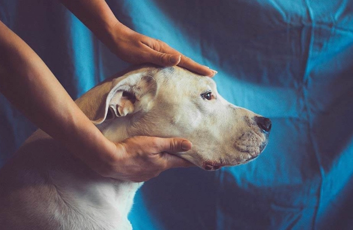 老年犬體重下降 老年犬體重下降