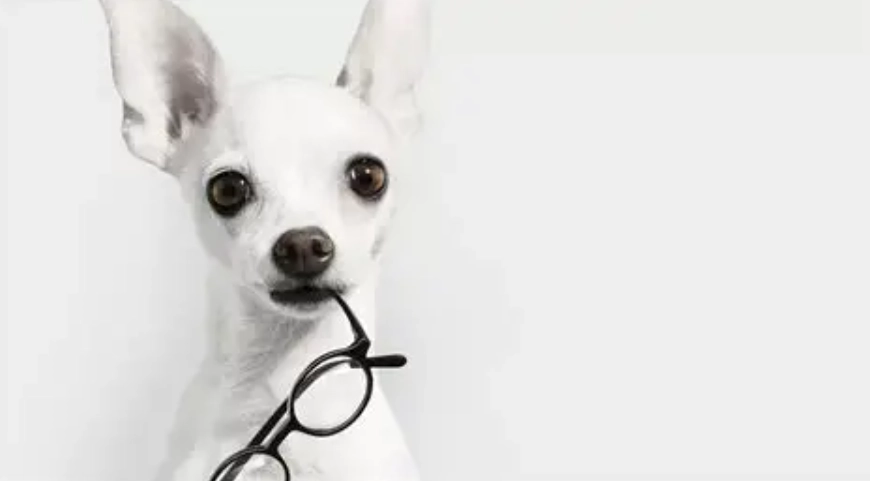 犬眼萎縮治療 犬眼萎縮治療