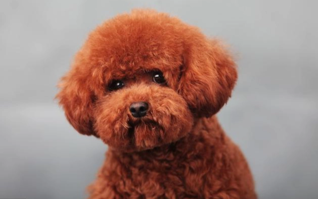 貴賓狗優缺點 貴賓狗優缺點