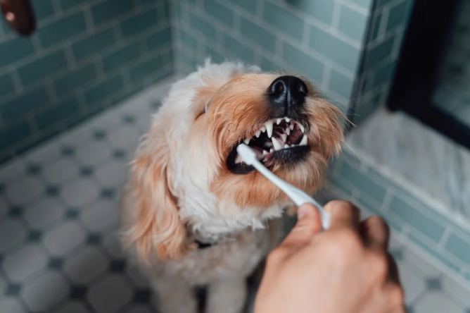 狗狗刷牙牙膏 狗狗刷牙牙膏