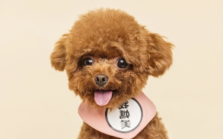狗狗腸胃道出血症狀 狗狗腸胃道出血症狀