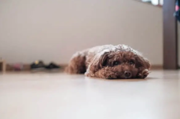 狗狗行為矯正
