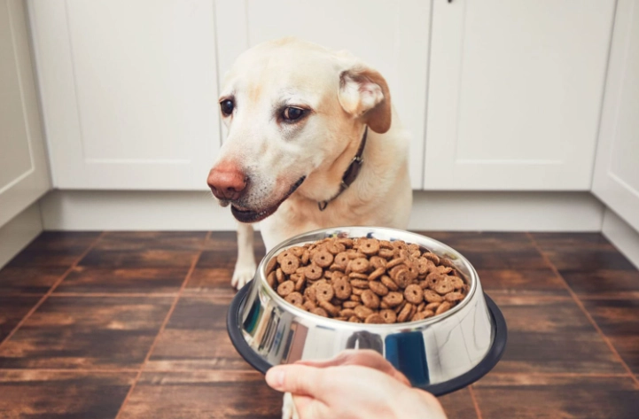 狗狗食量計算