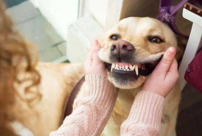 狗刷牙 狗刷牙