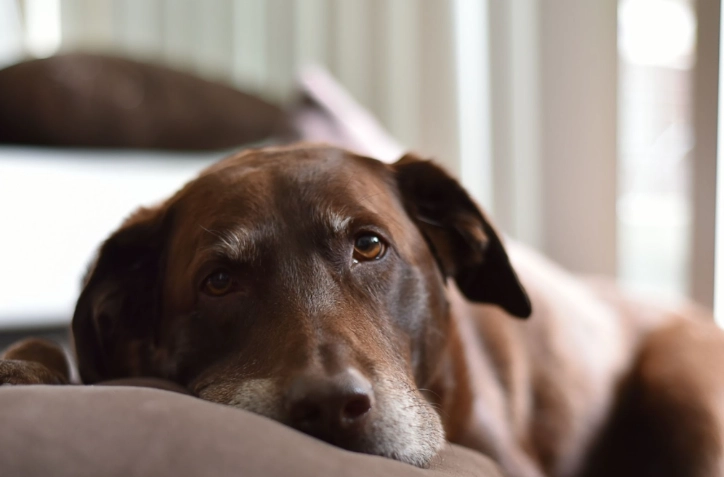 老年犬體重下降 老年犬體重下降