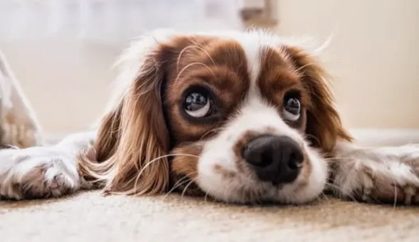犬眼萎縮治療 犬眼萎縮治療