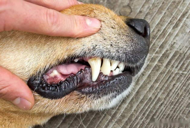 狗狗口腔护理 狗狗口腔护理
