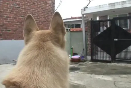 狗狗以為主人出門 狗狗以為主人出門