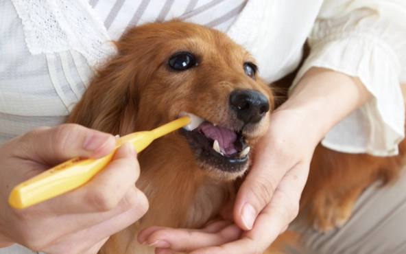 狗狗口腔護理 狗狗口腔護理