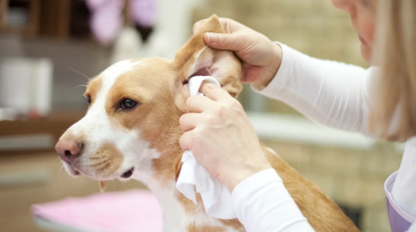 犬眼萎縮治療 犬眼萎縮治療