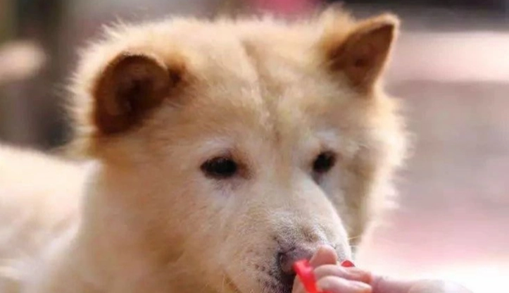 狗狗眼睛發炎治療 狗狗眼睛發炎治療