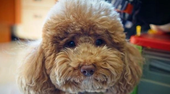 狗眼黃治療 狗眼黃治療