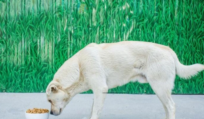 寵物飼料份量 寵物飼料份量