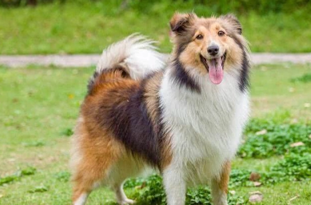 狗狗大便黏液