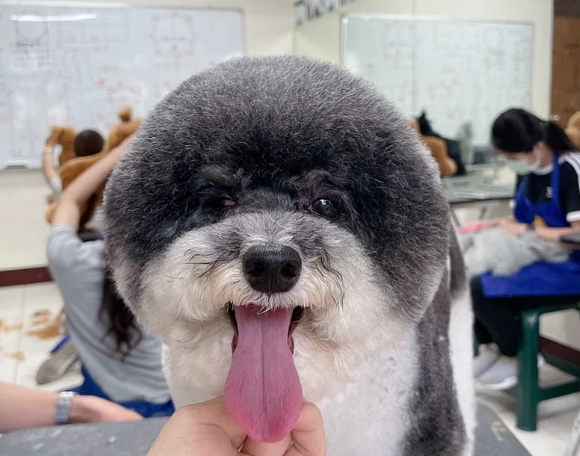 貓狗呼吸道感染 貓狗呼吸道感染