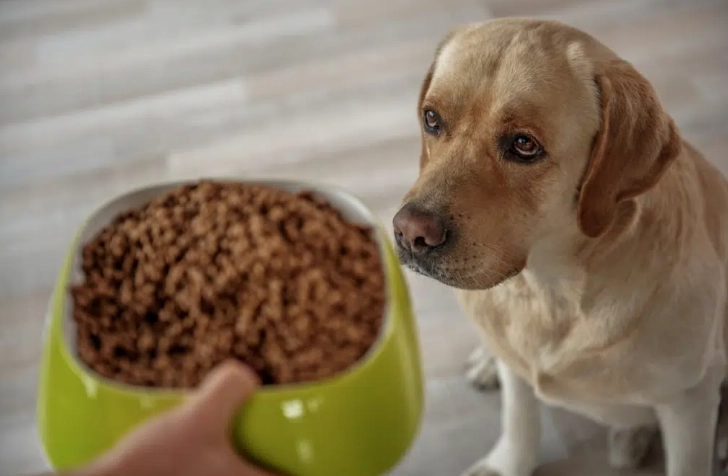 老年犬餵食量