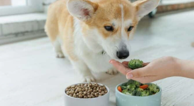 狗吐膽汁症狀 狗吐膽汁症狀