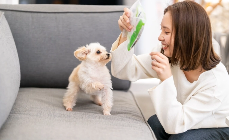 狗吐膽汁處理 狗吐膽汁處理