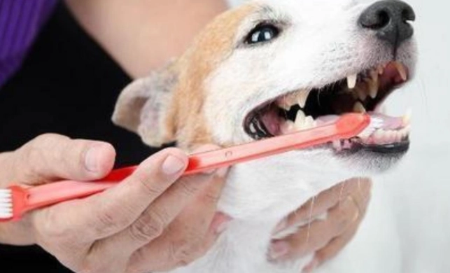 狗狗牙病预防 狗狗牙病预防