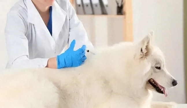 犬隻預防針間隔 犬隻預防針間隔