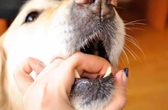 狗狗刷牙技巧