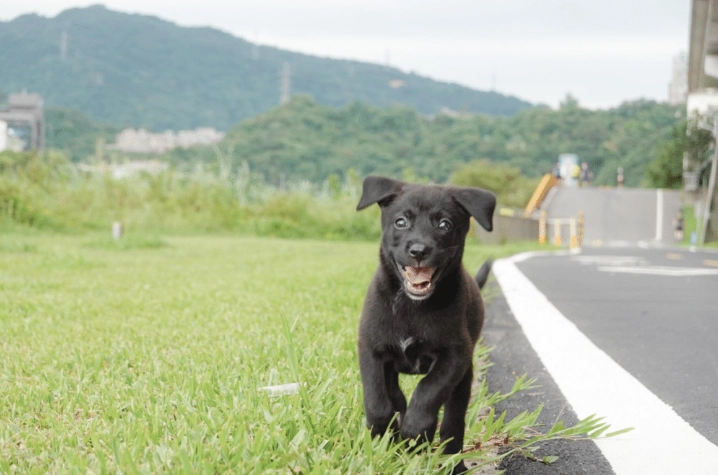 幼犬吠叫原因 幼犬吠叫原因