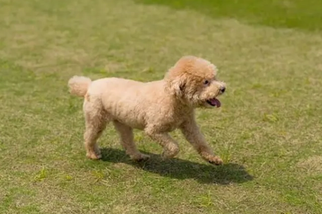 貴賓犬體型比較 貴賓犬體型比較