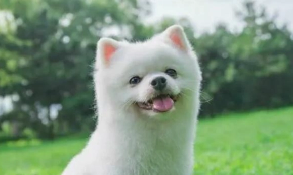 狗狗血便 狗狗血便