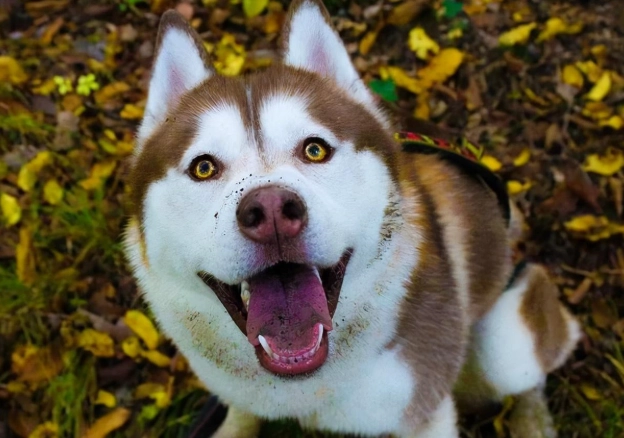 狗狗拉血便 狗狗拉血便