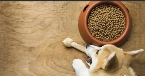 狗狗蛋白質需求 狗狗蛋白質需求