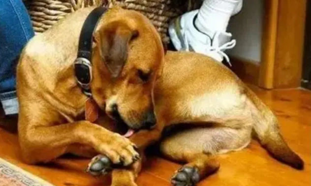 狗狗躲藏行為 狗狗躲藏行為