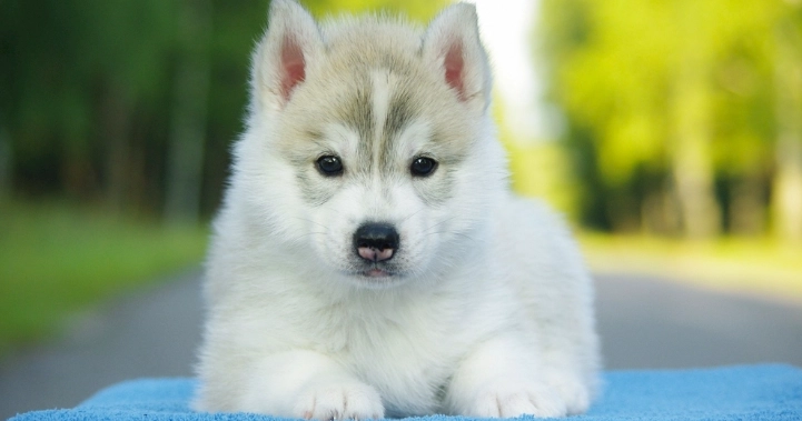 小型犬氣管問題