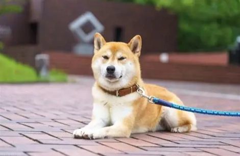 狗狗肚子咕嚕叫 狗狗肚子咕嚕叫