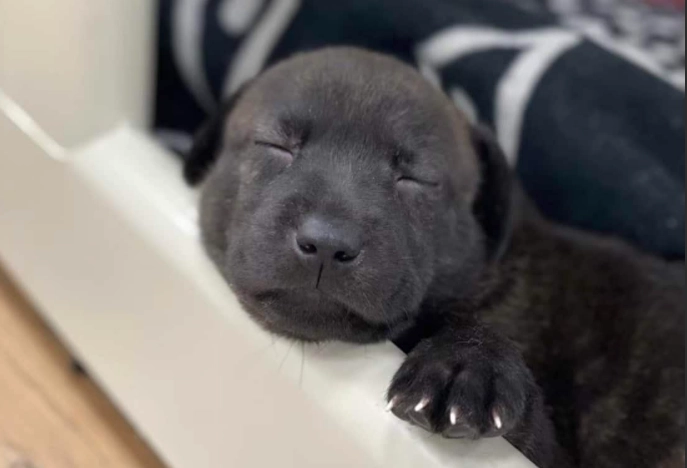 幼犬吠叫原因 幼犬吠叫原因