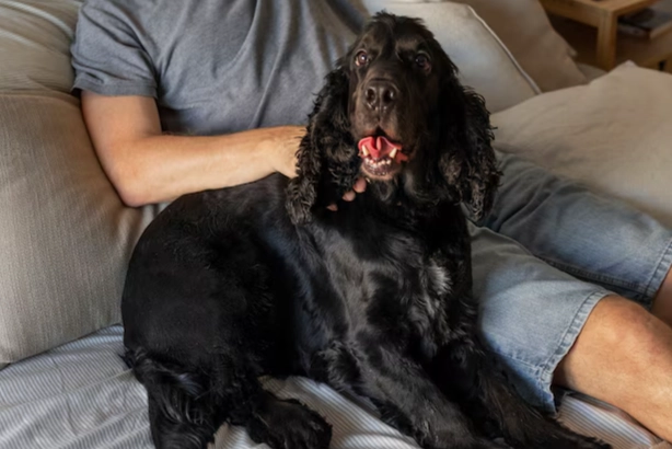 老年犬體重下降 老年犬體重下降