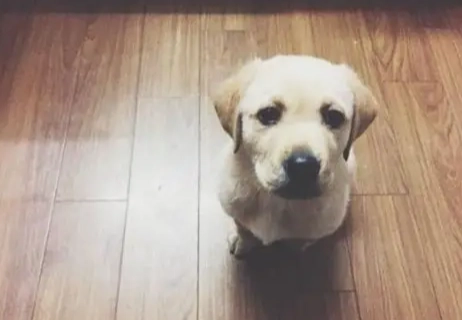 狗狗行為解讀 狗狗行為解讀
