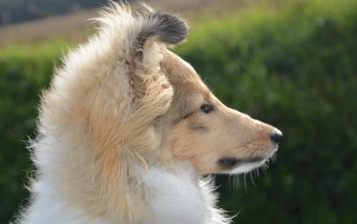 狗狗溝通技巧 狗狗溝通技巧