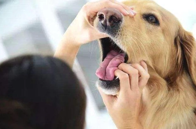 狗狗口腔健康检查 狗狗口腔健康检查