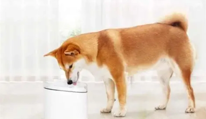 狗狗眼睛發炎治療 狗狗眼睛發炎治療