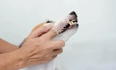 狗狗牙痛症狀 狗狗牙痛症狀
